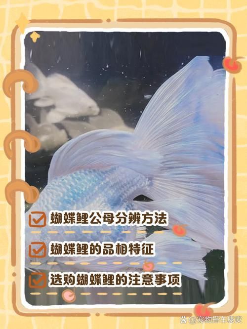 龍鳳鯉和蝴蝶鯉圖片對(duì)比