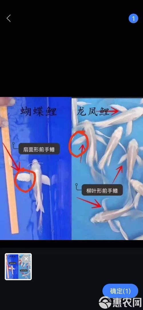龍鳳鯉和蝴蝶鯉圖片對(duì)比