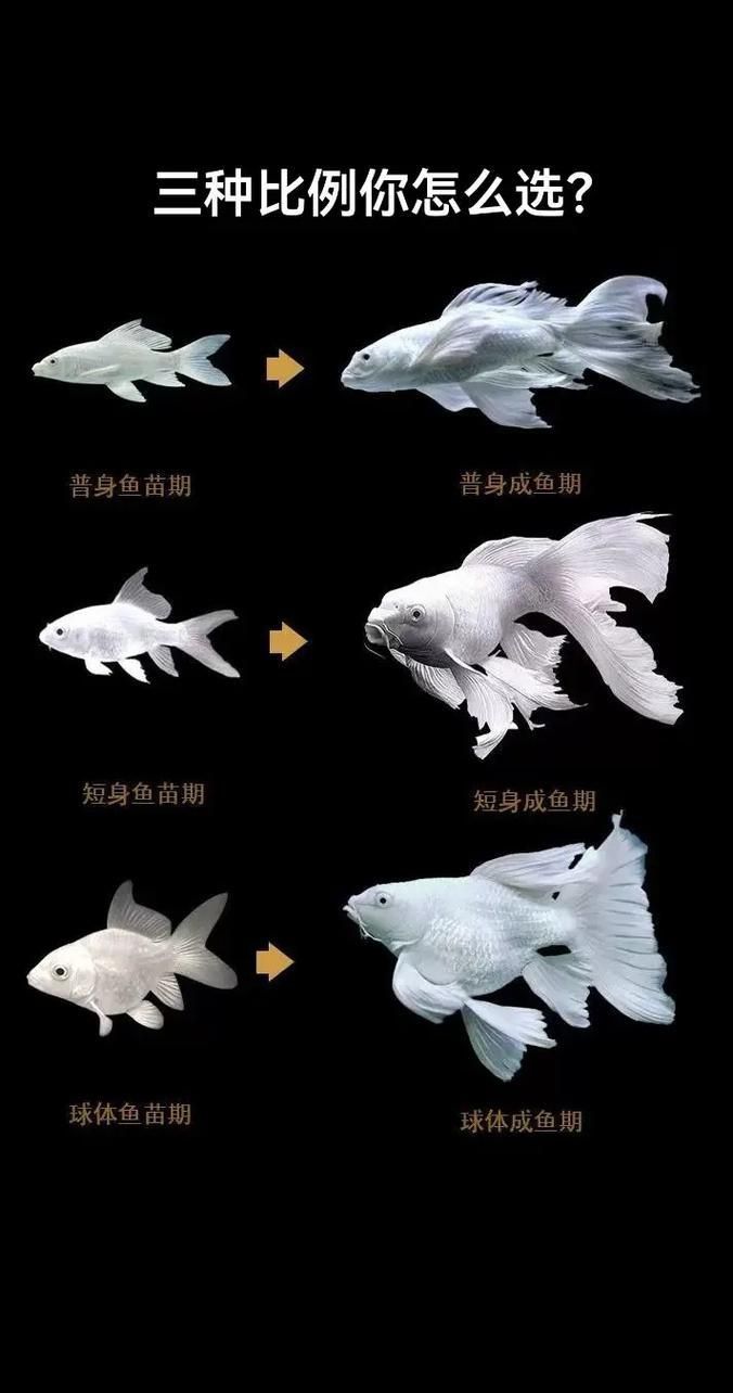 龍鳳鯉和蝴蝶鯉圖片對(duì)比