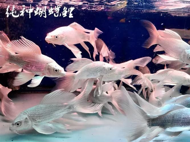 龍鳳鯉和蝴蝶鯉圖片對(duì)比