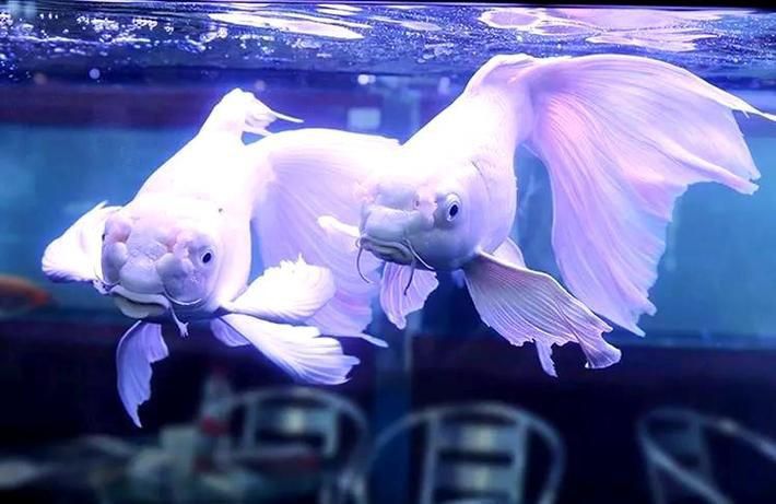 龍鳳鯉和蝴蝶鯉圖片對(duì)比