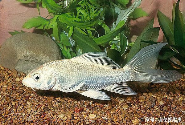龍鳳鯉和蝴蝶鯉圖片對(duì)比