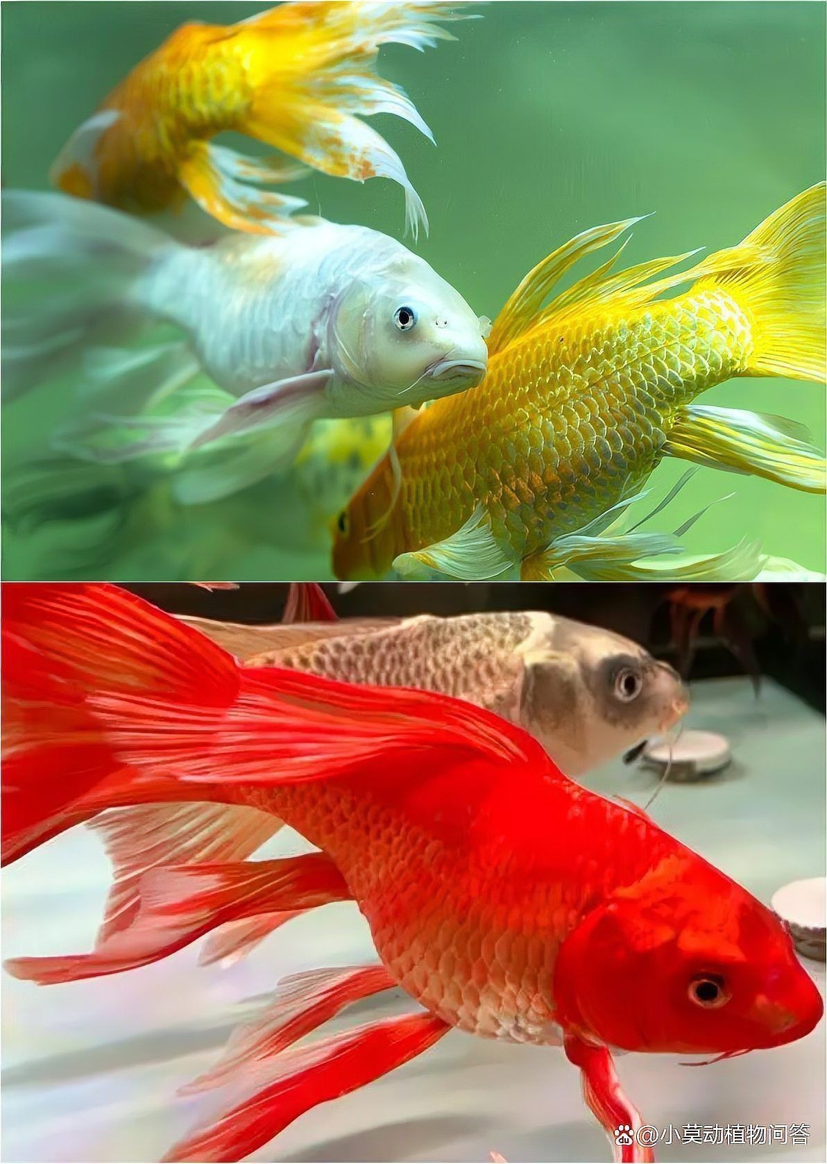 龍鳳鯉和蝴蝶鯉圖片對(duì)比