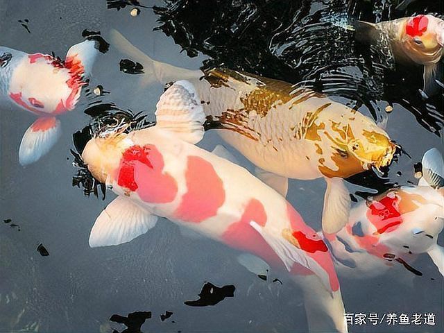 龍鳳鯉和蝴蝶鯉圖片對(duì)比