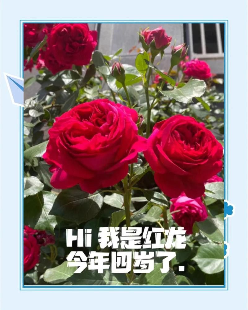 紅龍月季在北方能種植嗎？