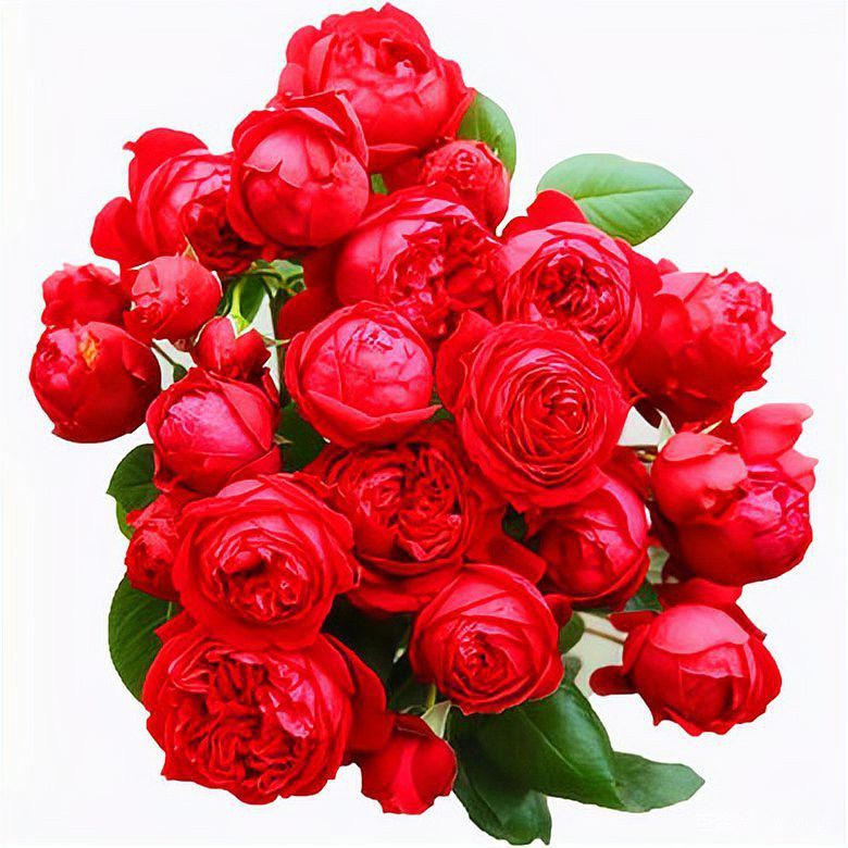 紅龍月季在北方能種植嗎？