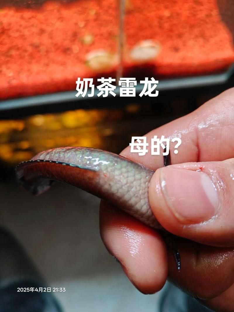 雷龍魚分公母圖片教程