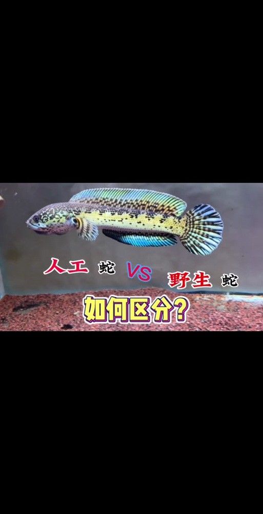 雷龍魚分公母圖片教程