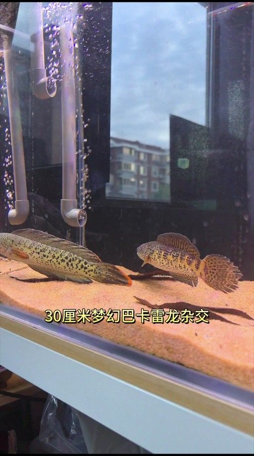 雷龍魚分公母圖片教程