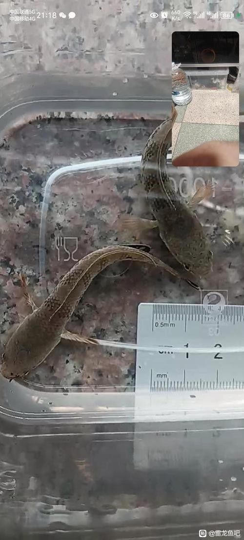 雷龍魚分公母圖片教程