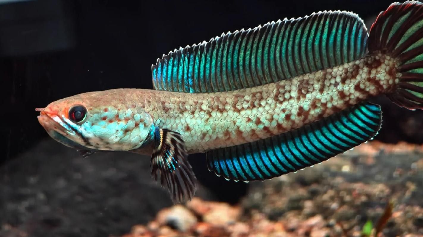 雷龍魚分公母圖片教程