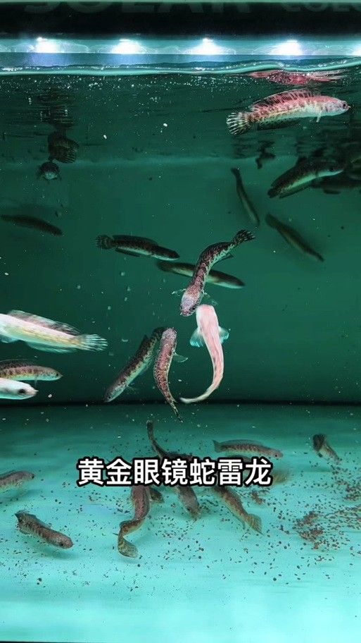 雷龍魚分公母圖片教程