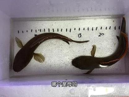 雷龍魚分公母圖片教程