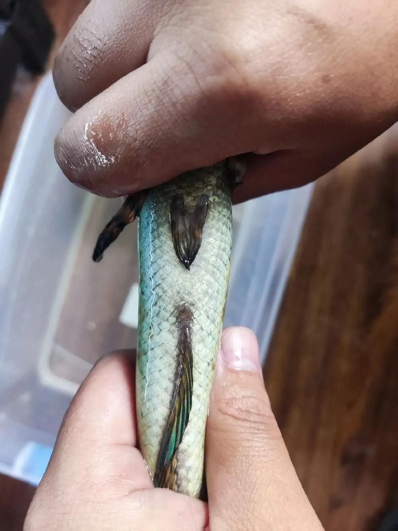 雷龍魚分公母圖片教程