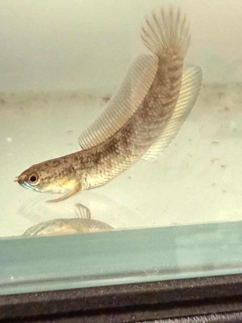 雷龍魚分公母圖片教程