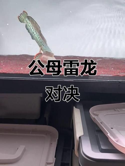 雷龍魚分公母圖片教程