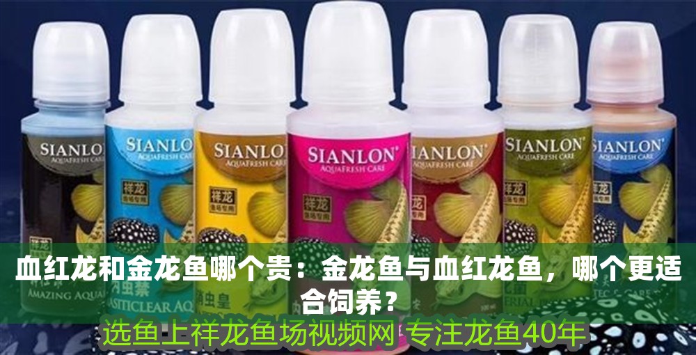 血紅龍和金龍魚哪個貴：金龍魚與血紅龍魚，哪個更適合飼養？