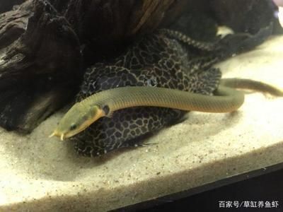缸養龍魚能長多大（缸養龍魚的大小取決于魚缸的尺寸和飼養條件）