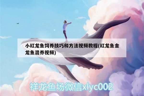 印尼小紅龍魚(yú)繁殖缸內(nèi)植物配置技巧：印尼小紅龍魚(yú)繁殖缸植物配置技巧