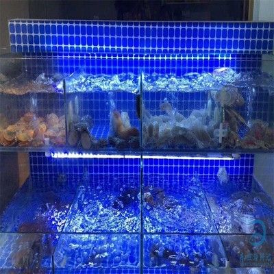 紅龍魚怎么喂食視頻教程全集（紅龍魚怎么喂食視頻教程全集下載）