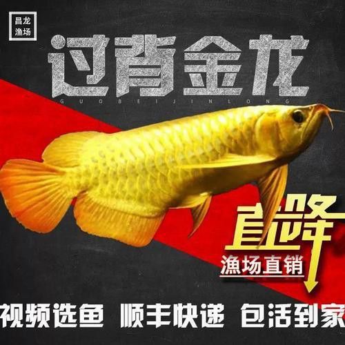 哪里可以找到金背龍魚的詳細圖片？