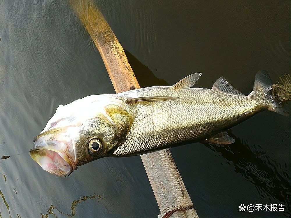 龍魚和翹嘴區別在哪里