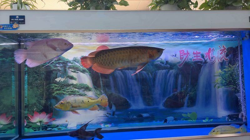 龍魚喂食活魚怎樣消毒：龍魚喂活魚怎么消毒好？科學方法確保健康飲食