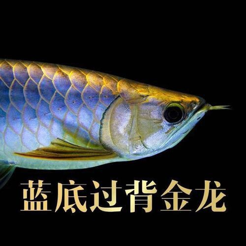 藍底過背金龍魚有哪些稀有品種？