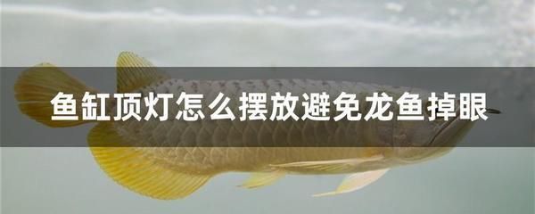 龍魚總把頭伸出水面：龍魚總是把頭伸出水面的一些可能原因