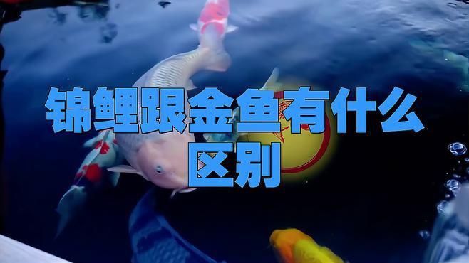 金魚和錦鯉有什么區別