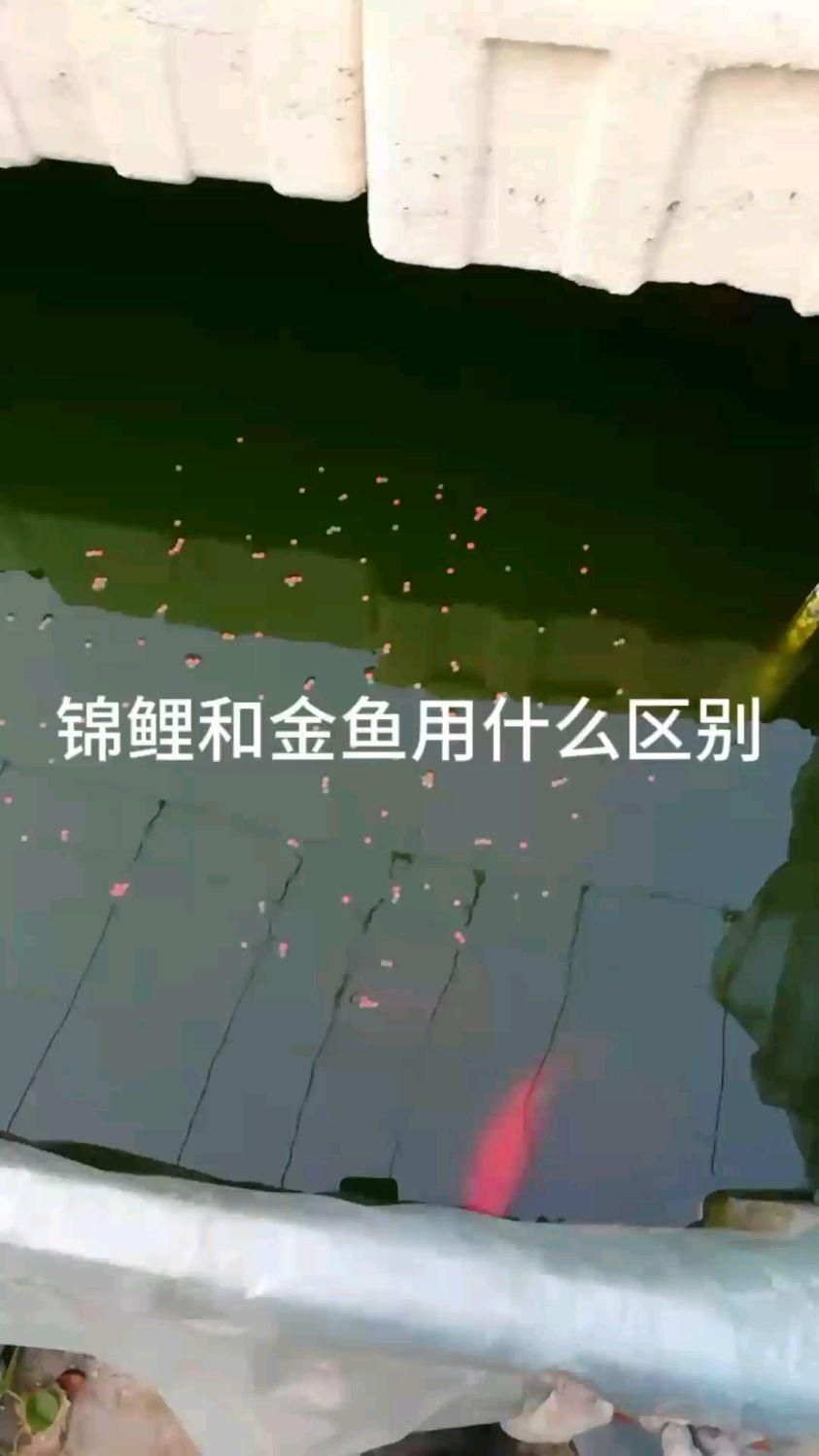 金魚和錦鯉有什么區別