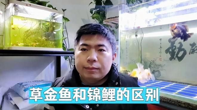 金魚和錦鯉有什么區別