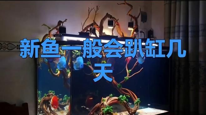 魚趴缸多久會死