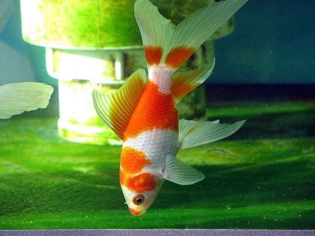 魚趴缸多久會死