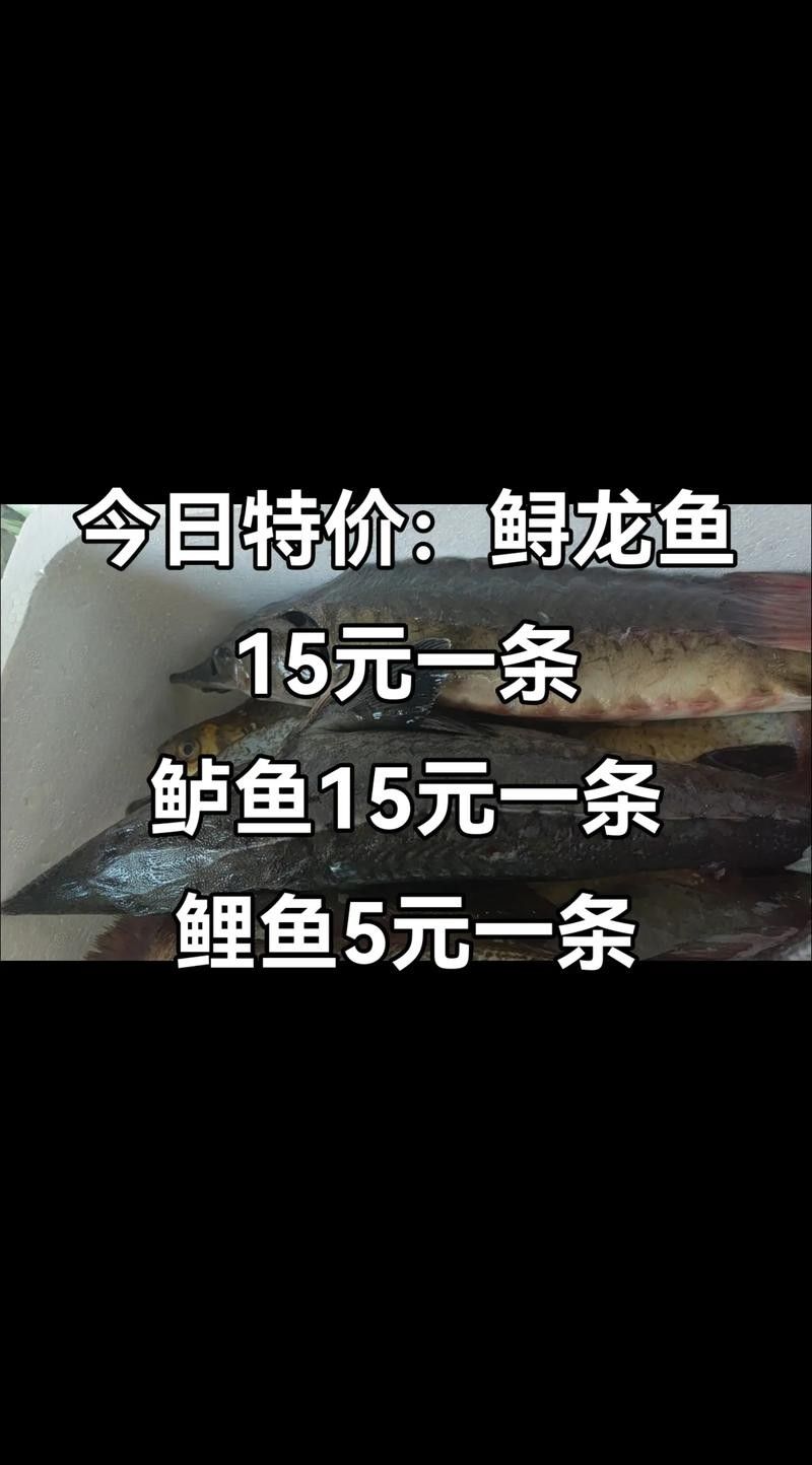 鱘龍魚多少錢一個斤重