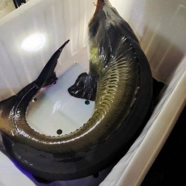 鱘龍魚多少錢一個斤重
