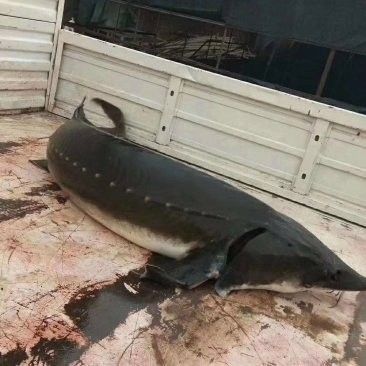 鱘龍魚多少錢一個斤重