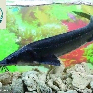 鱘龍魚多少錢一個斤重