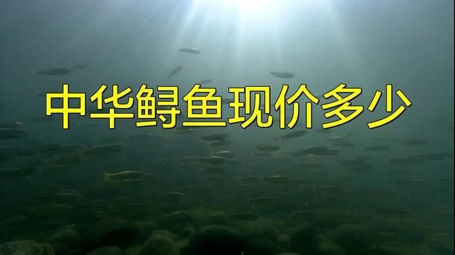 鱘龍魚多少錢一個斤重