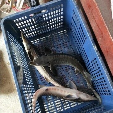 鱘龍魚多少錢一個斤重