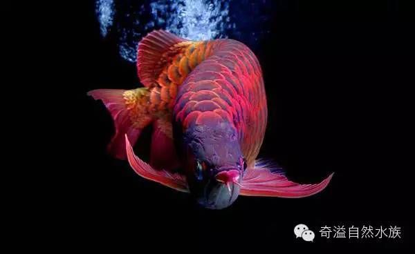 龍魚 神話：龍魚在中國傳統文化中有著特殊的地位 龍魚 神話：龍魚在中國傳統文化中有著特殊的地位 龍魚百科 第1張
