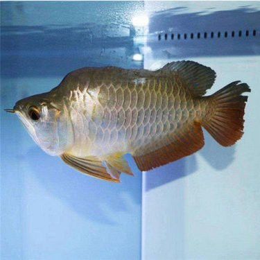 金紅龍魚的市場價(jià)格是多少？