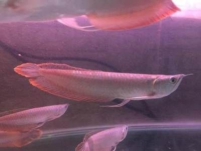 最小的銀龍魚多少錢（最小的銀龍魚價格在50至70元之間，如何辨別真假銀龍魚）