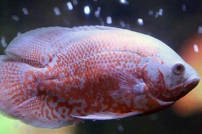 最小的銀龍魚多少錢（最小的銀龍魚價格在50至70元之間，如何辨別真假銀龍魚）