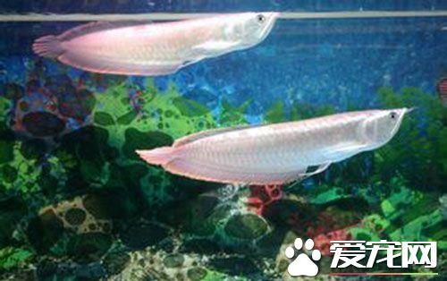 最小的銀龍魚多少錢（最小的銀龍魚價格在50至70元之間，如何辨別真假銀龍魚）