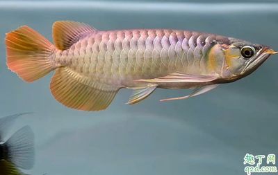龍魚和其他魚混養怎么喂食：混養龍魚時的喂食策略應當綜合考慮龍魚和其他魚類的和諧共生