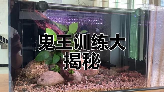 給我一些鬼王雷龍幼魚飼養技巧