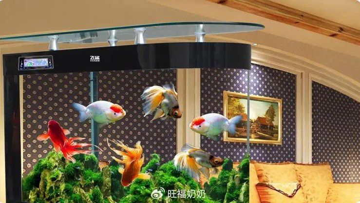 龍魚死亡后如何補(bǔ)救財(cái)運(yùn)？