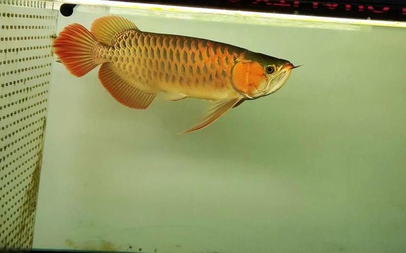 新加坡紅龍魚長大圖片高清版
