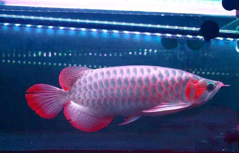 新加坡紅龍魚長大圖片高清版